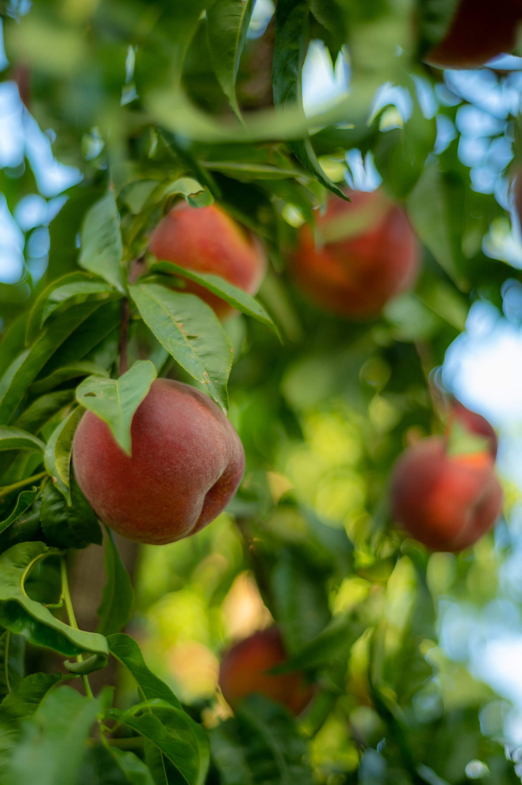 Peaches on a tree