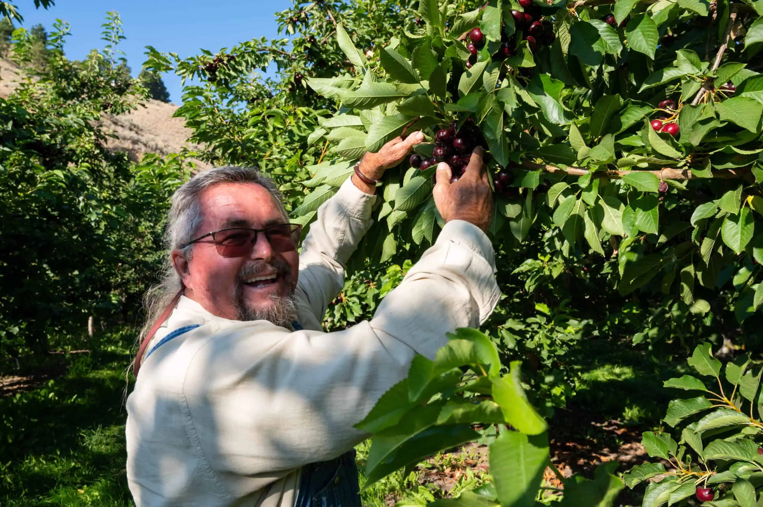 Kyle picking cherries