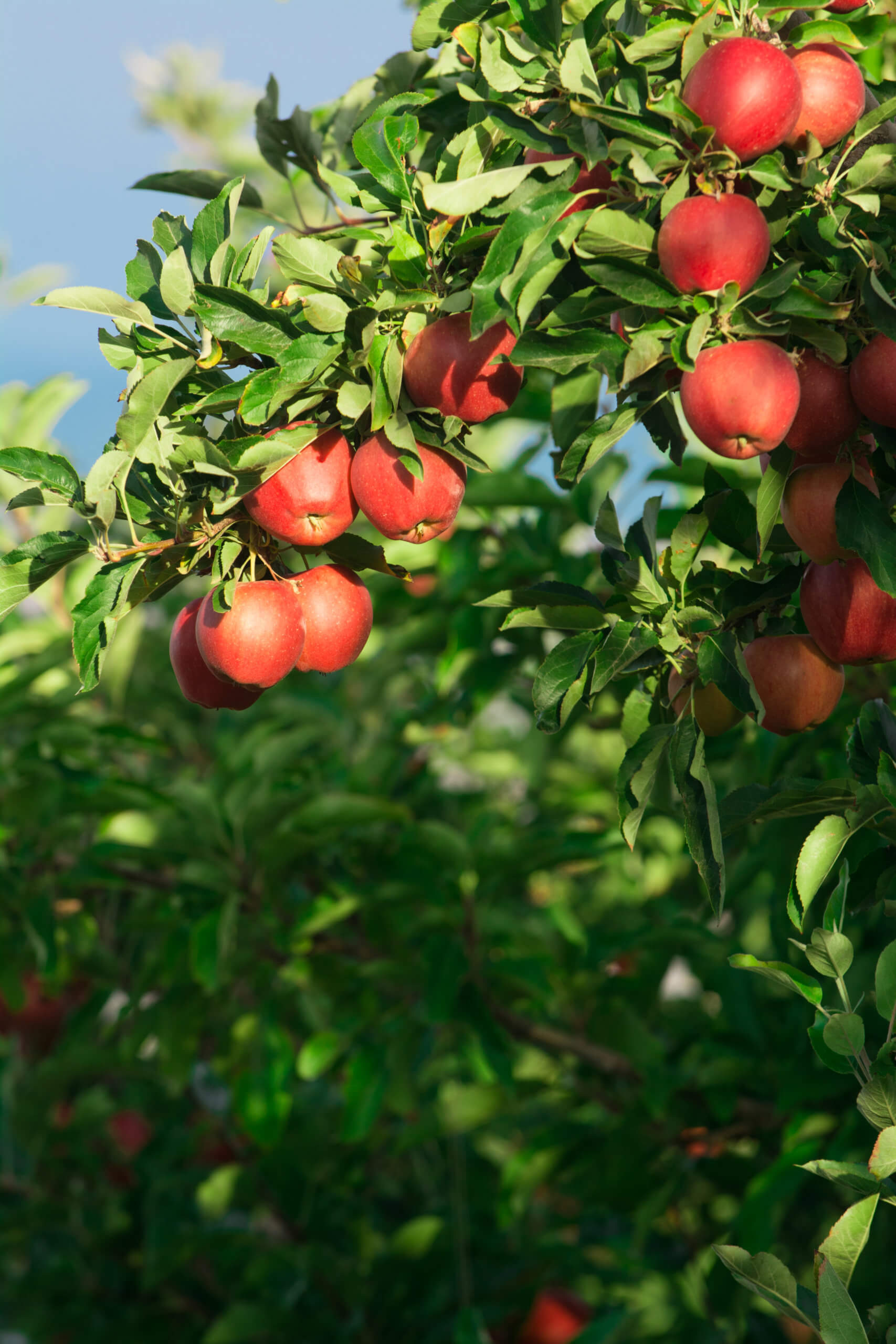 Gala Apples on a tree during sunset