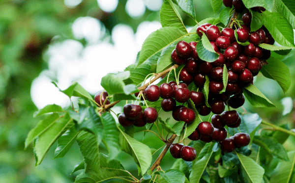 A bunch of cherries hanging on a tree limb