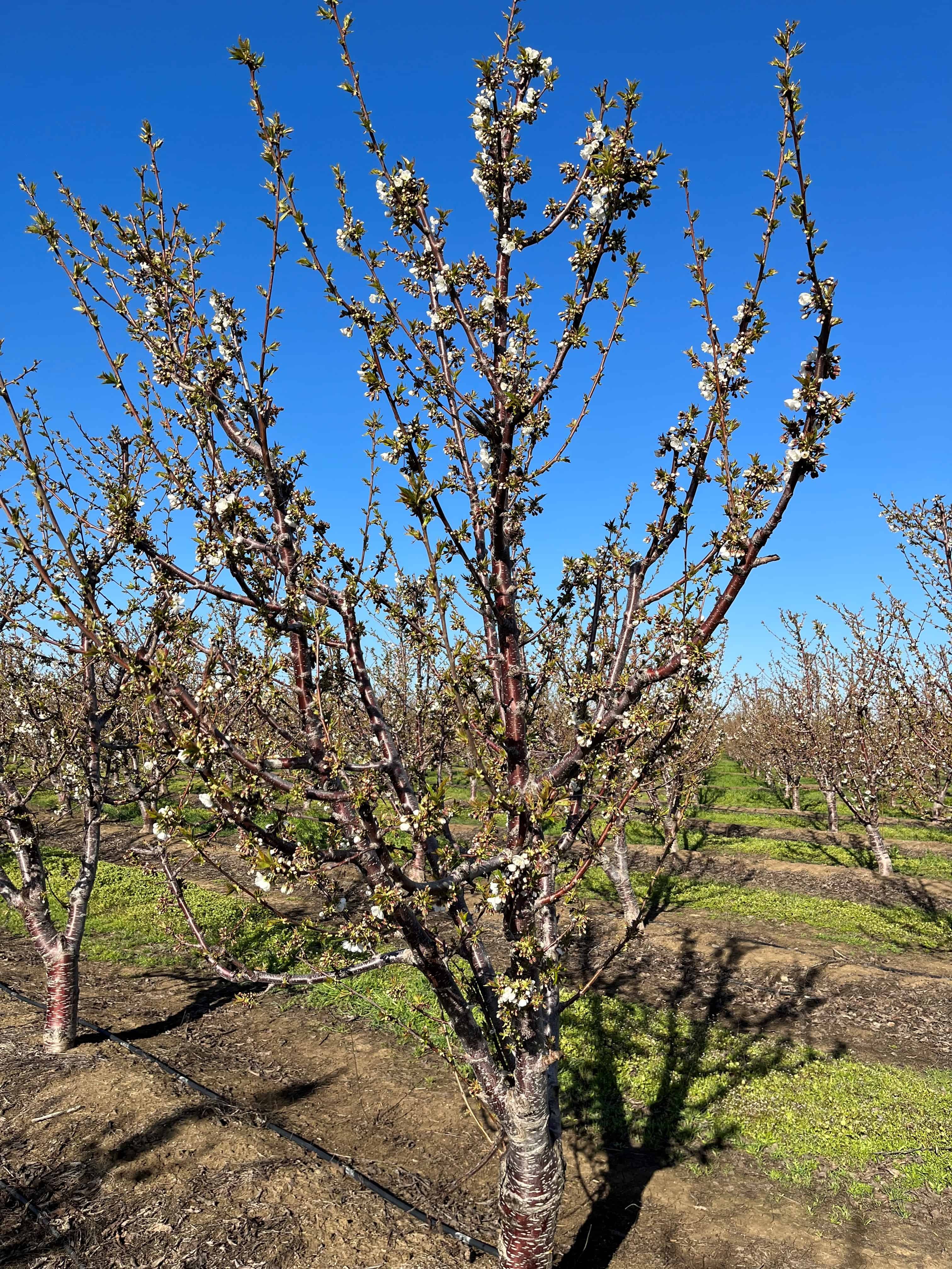 Cherry tree in bloom during California spring with clear blue sky.
