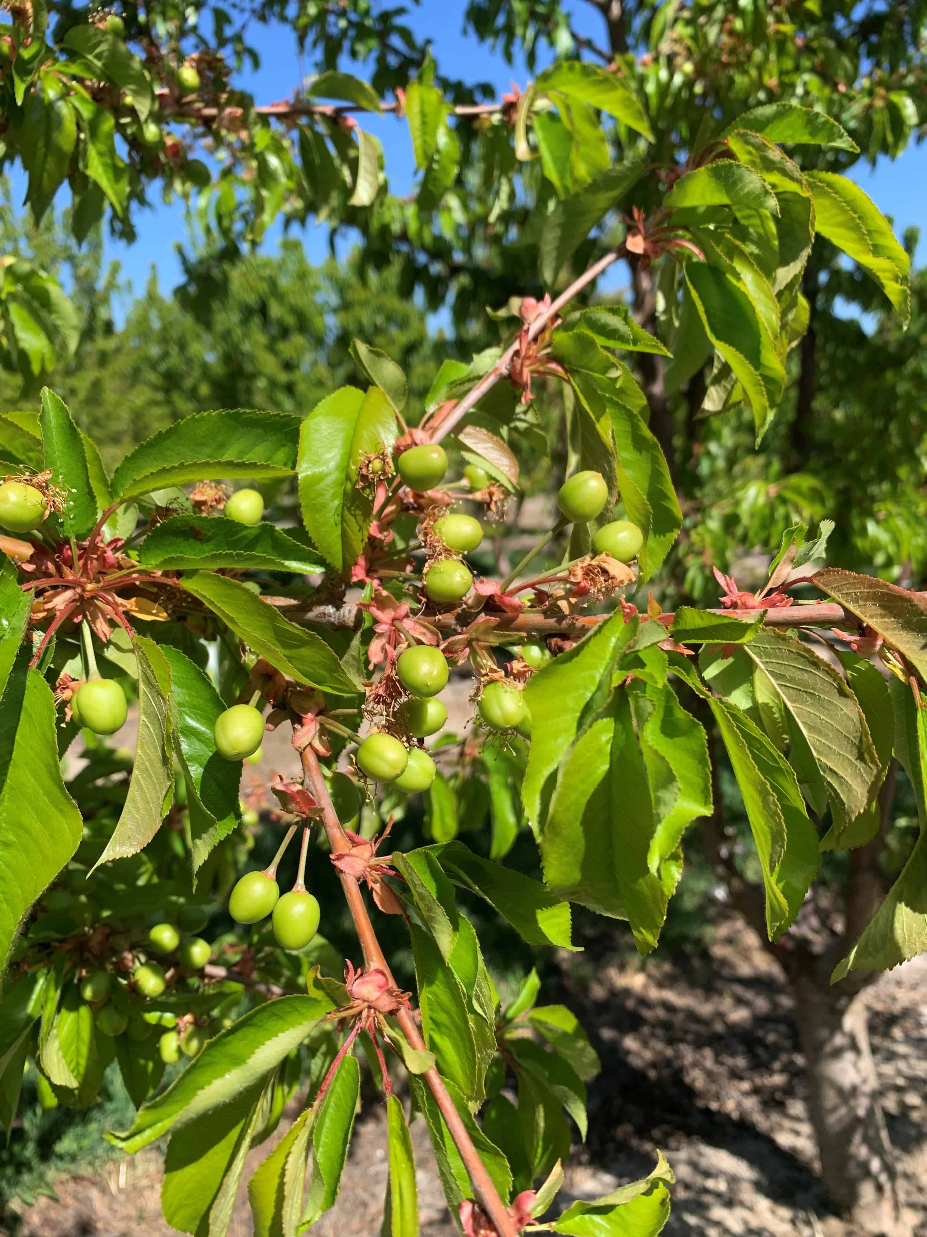 Cherry tree with green cherries in bloom during California spring.