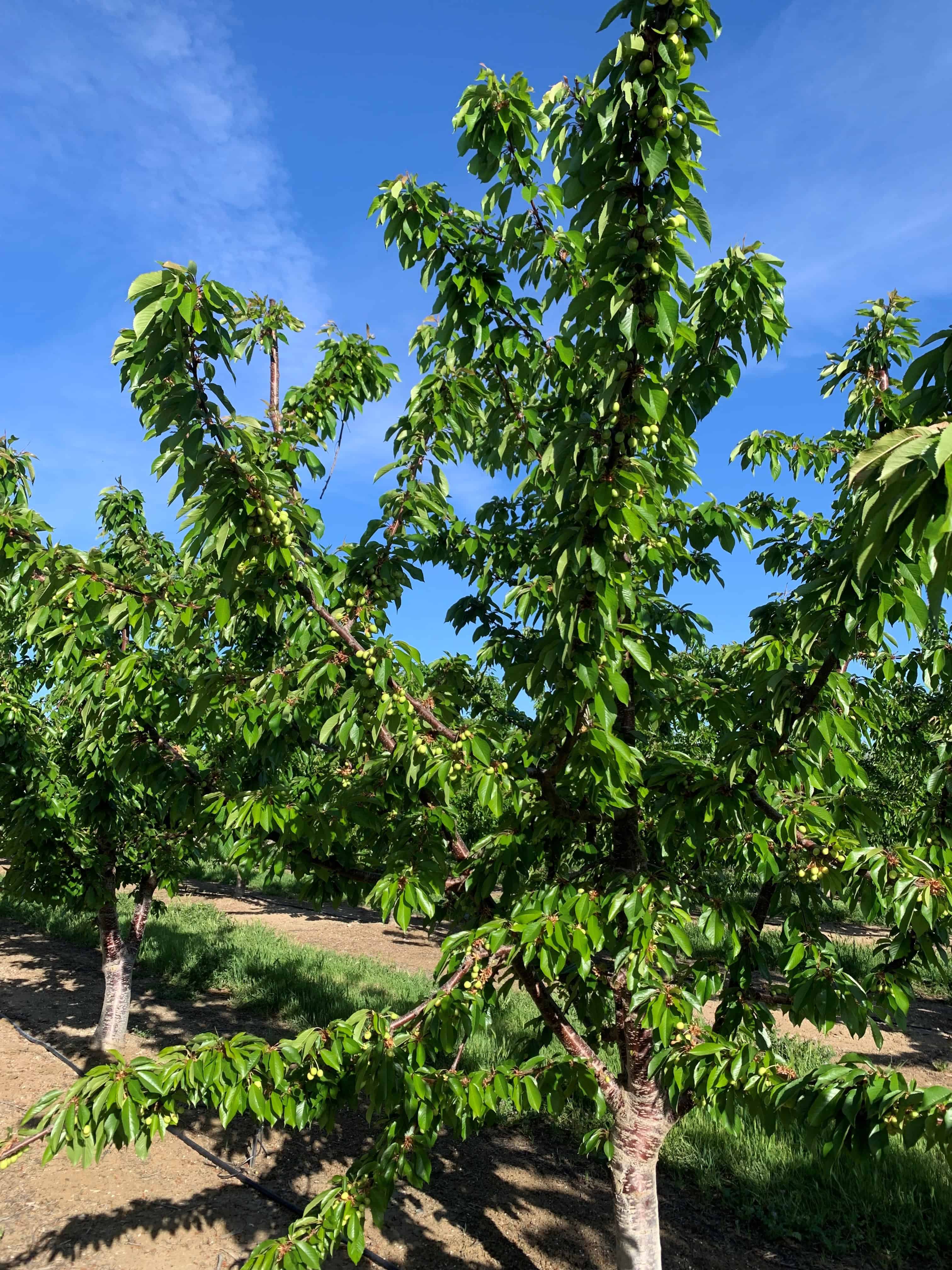 Cherry trees in full bloom under a bright blue sky in California.