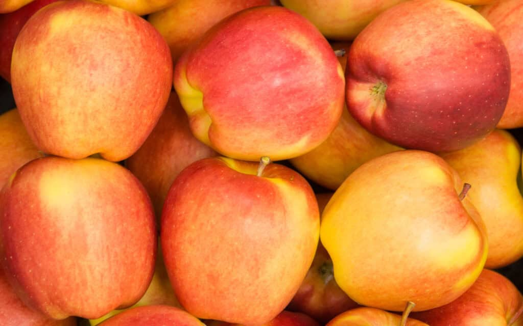 Fresh ripe Ambrosia apples with red and yellow skin close-up.