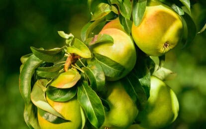 Fresh green d'Anjou pears hanging on a tree branch with leaves.