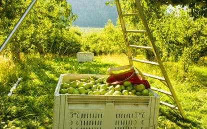 Fresh green apples in a crate on an orchard with a ladder and trees in the background.