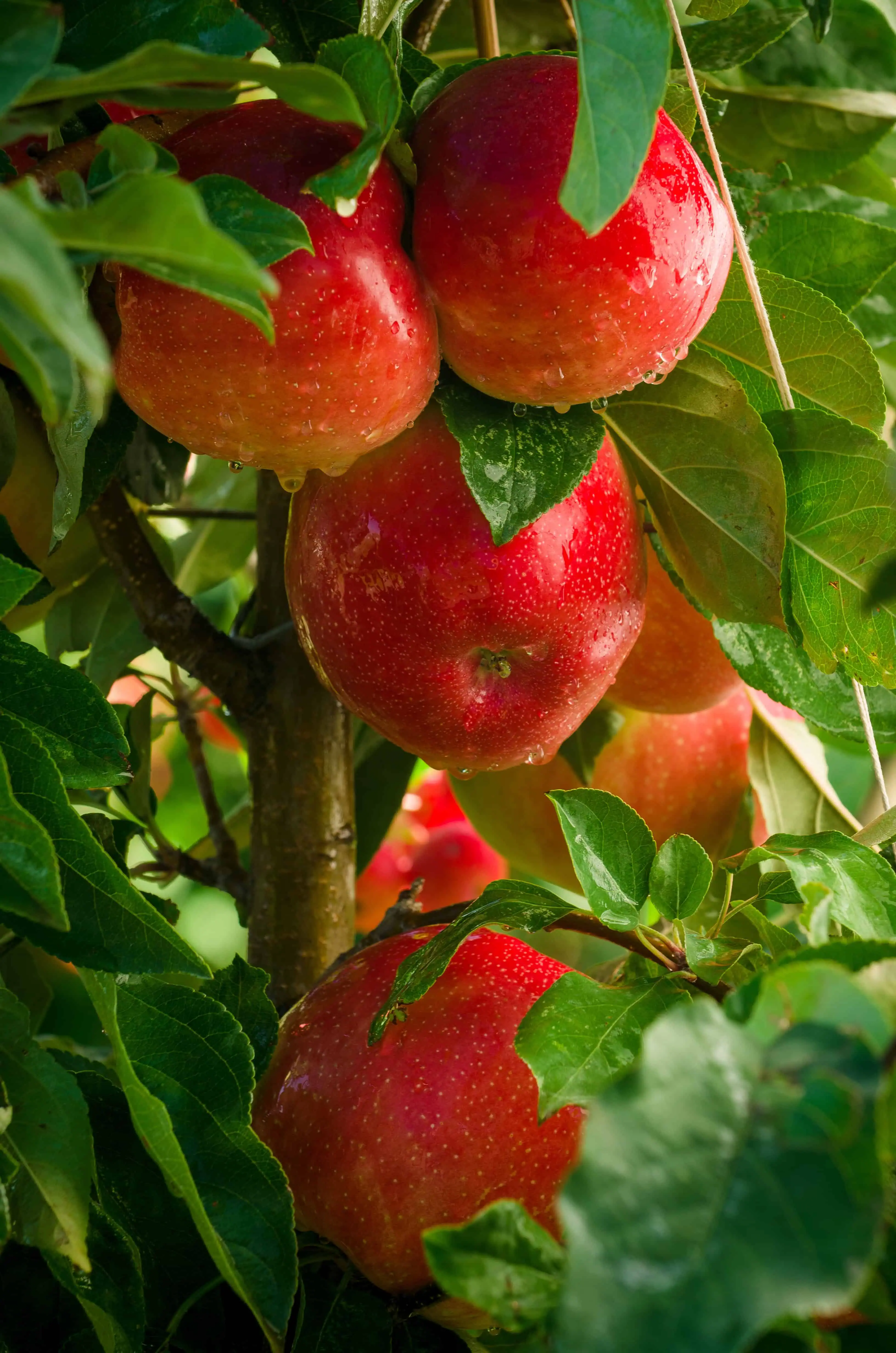 Fresh ripe apples hanging on a tree branch with green leaves.