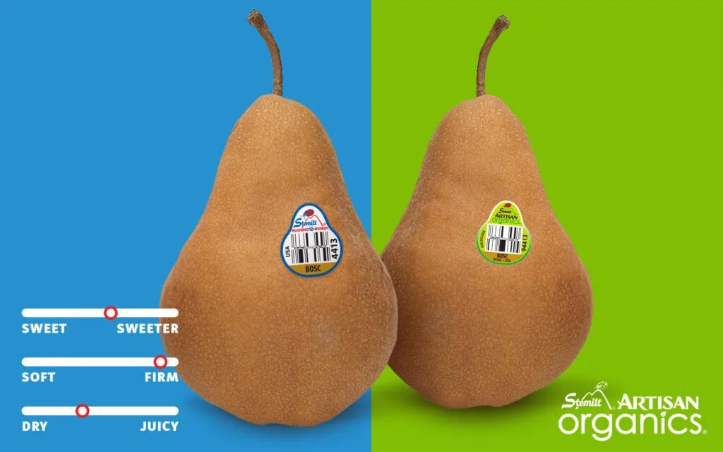 Two ripe Bosc pears with stickers on a split blue and green background.