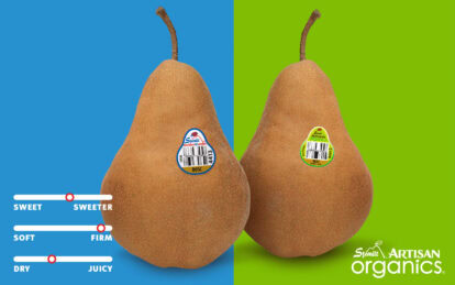 Two ripe Bosc pears with stickers on a split blue and green background.