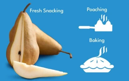 Fresh Bosc pear with tips showing snacking, poaching, and baking uses.