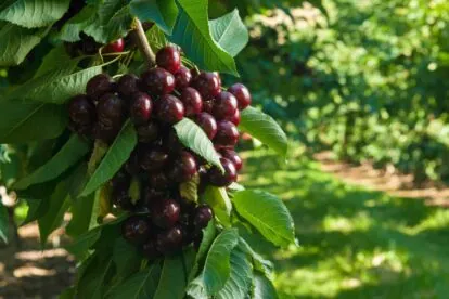 Cherries Harvest Dark Sweet Stemilt