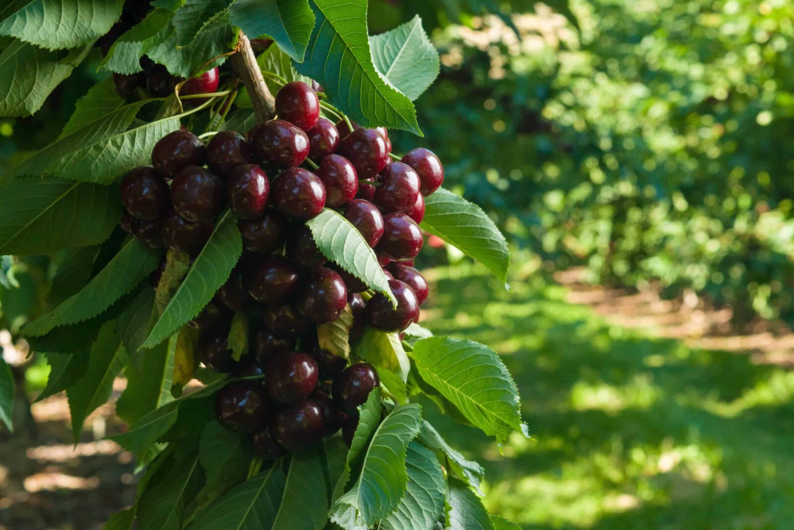 Cherries Harvest Dark Sweet Stemilt