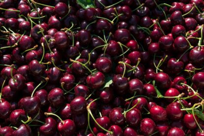 Cherries Harvest Dark Sweet Stemilt