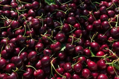 Cherries Harvest Dark Sweet Stemilt