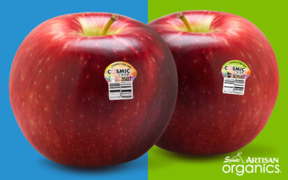 Two fresh Cosmic Crisp apples with stickers on a split blue and green background.