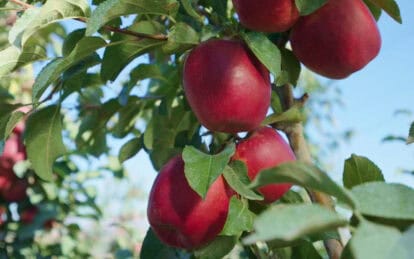 Fresh, ripe Cosmic Crisp apples hanging on the tree with green leaves and blue sky.