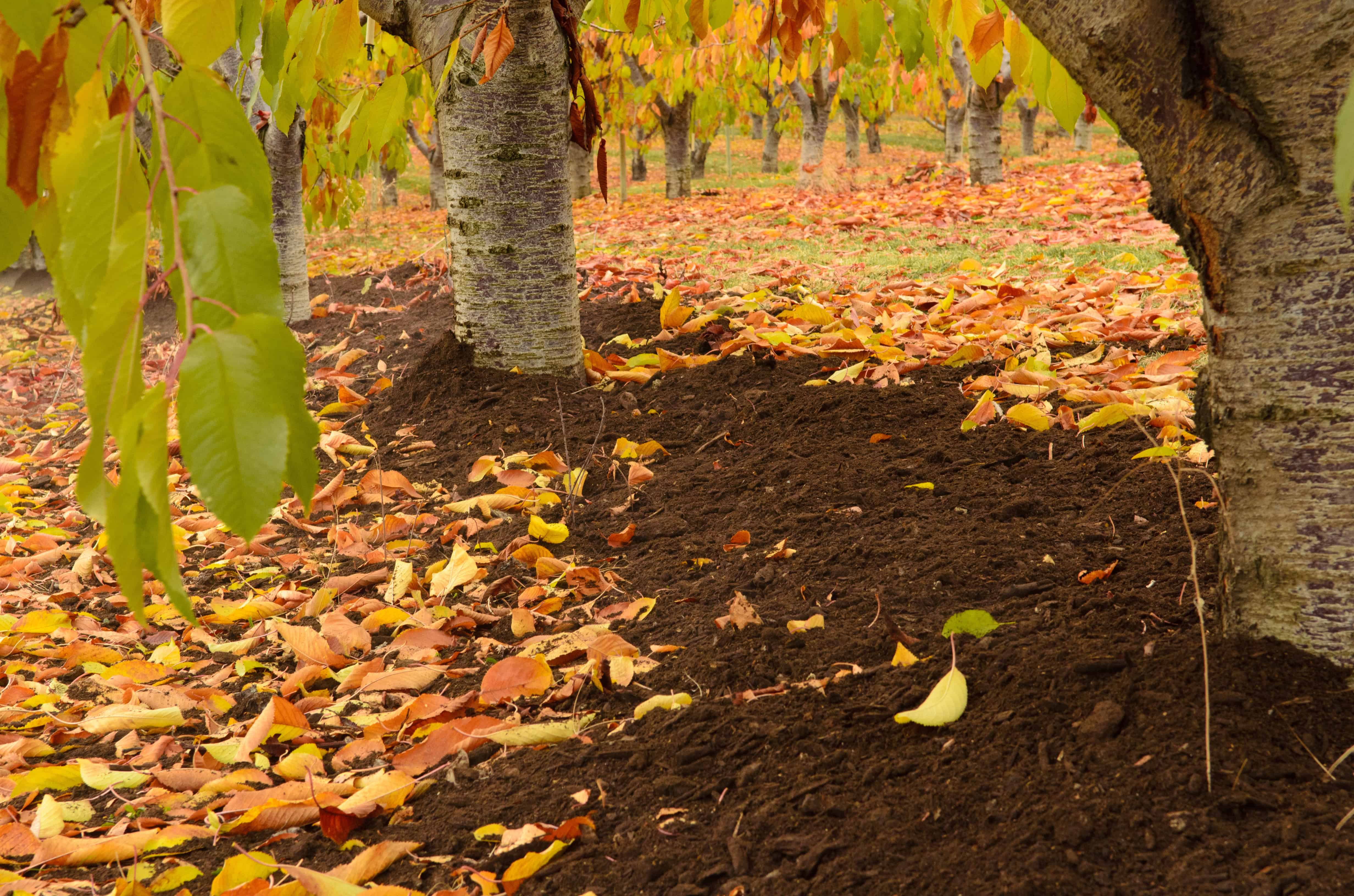 Apple orchard in autumn with fallen leaves and vibrant foliage during winter season.