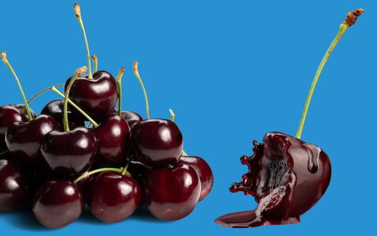 Fresh dark sweet cherries with one cherry bitten into, on a blue background.
