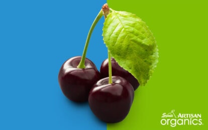 Fresh dark sweet cherries with a green leaf on a split blue and green background.