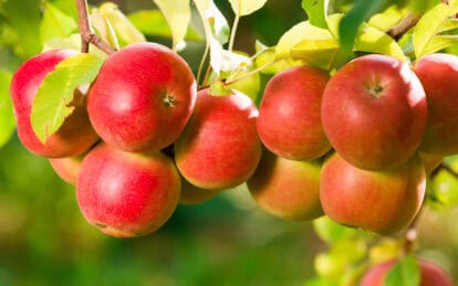 Fresh ripe Fuji apples hanging on tree branch in orchard.