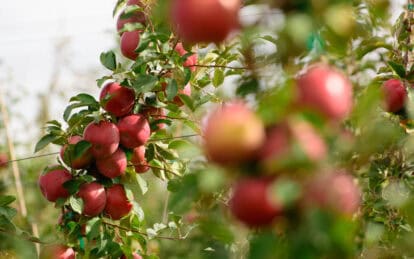 Ripe Fuji apples hanging on tree in orchard with green leaves.