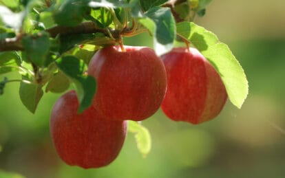 Fresh Gala apples hanging on the tree with green leaves in sunlight.