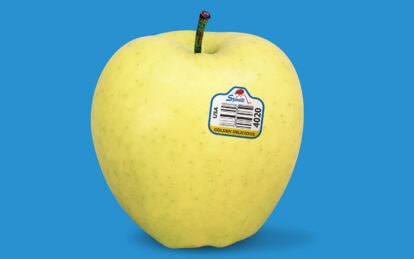 Fresh Golden Delicious apple with sticker on bright blue background.