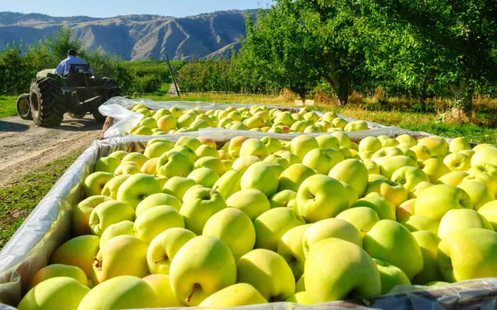 Harvested Golden Delicious apples in an orchard with a tractor and mountains in the background.