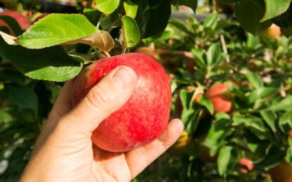 Fresh Honeycrisp apple held in hand on apple orchard tree.