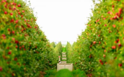 Apple orchard with ripe Honeycrisp apples on trees in a sunny field.