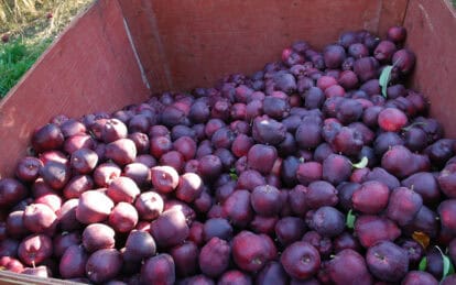 Freshly harvested red apples in a wooden crate for Red Delicious apples.