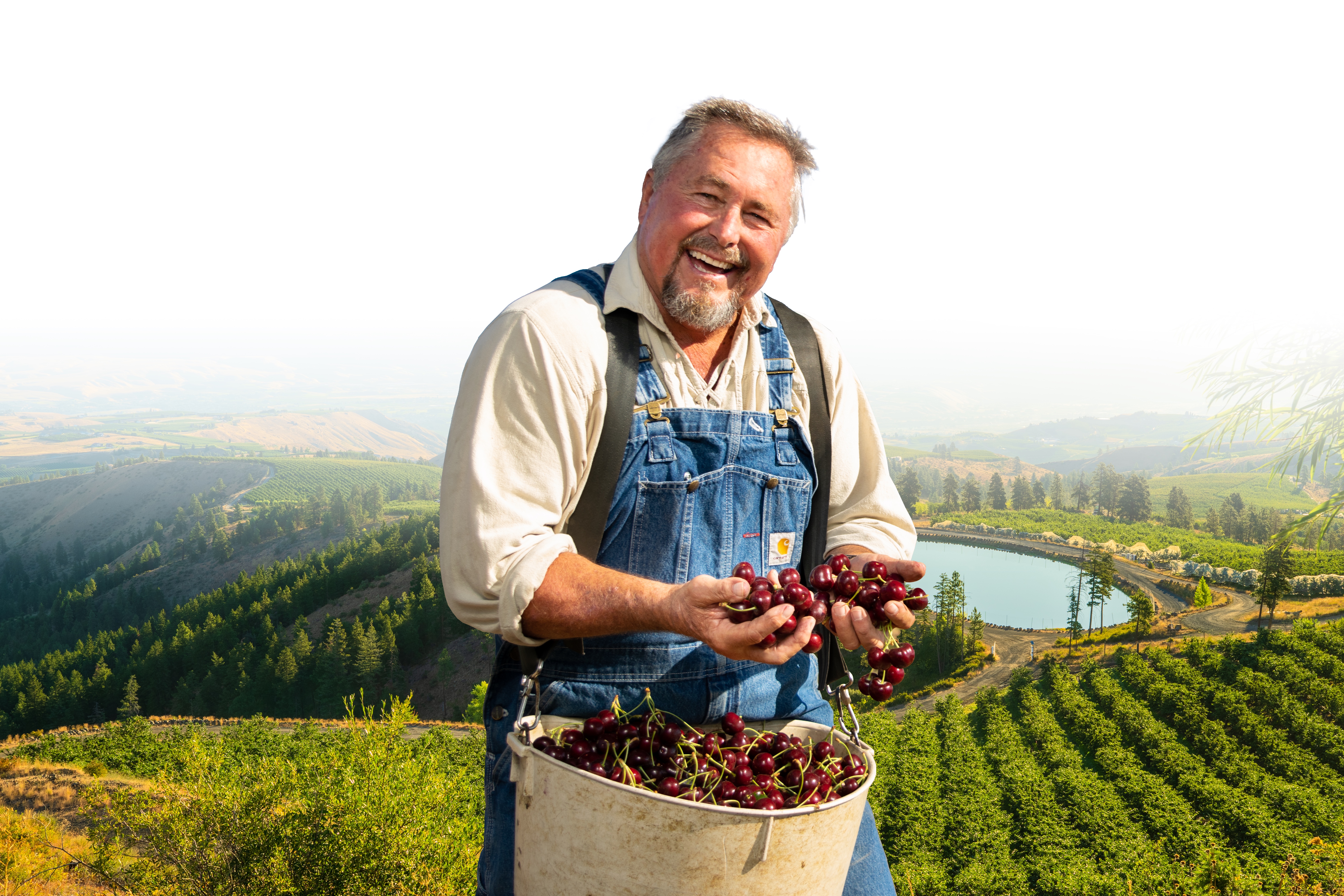 Farmer harvesting cherries in a lush orchard with scenic landscape in background.