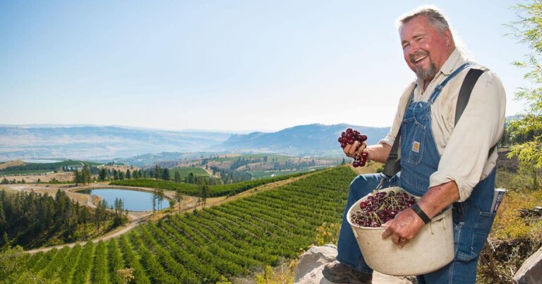 Farmer harvesting fresh grapes in a scenic vineyard landscape.