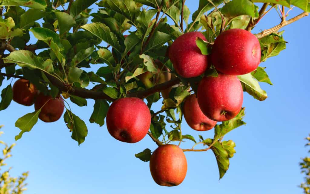 Ripe Pink Lady apples hanging on tree branch against blue sky.