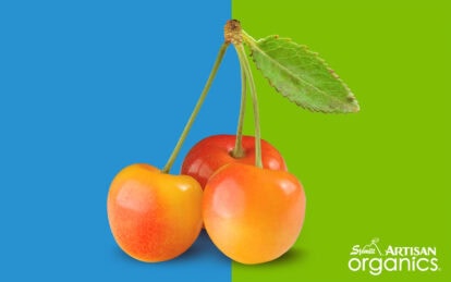 Fresh dark sweet cherries with green leaf on colorful background.