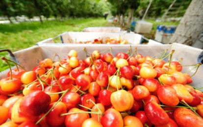 Fresh Rainier cherries harvested in an orchard for optimal sweetness and flavor.