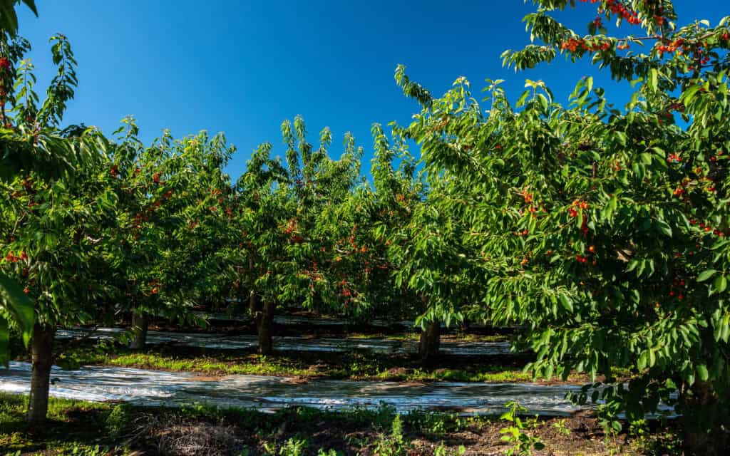 Cherry orchard with ripe cherries and blue sky in the background.