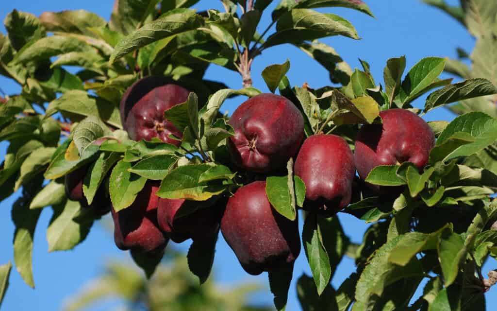 Red Delicious apples ripening on the tree with green leaves against a blue sky.