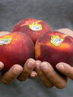 apples being holded
