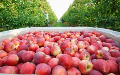 Fresh SweeTango apples harvested in an orchard with lush green trees.