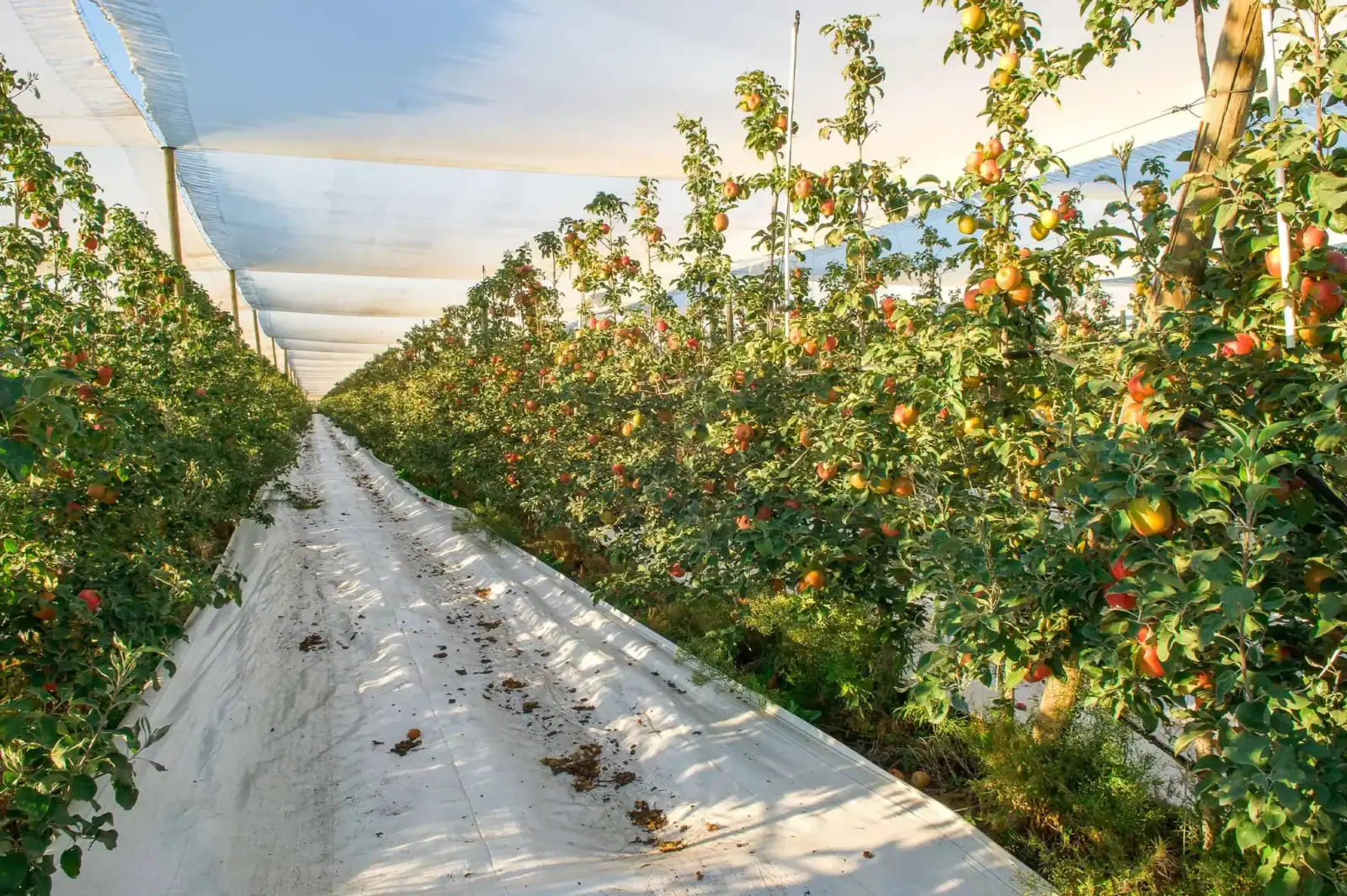 Apple orchard with ripe apples under a protective netting in a greenhouse setting.