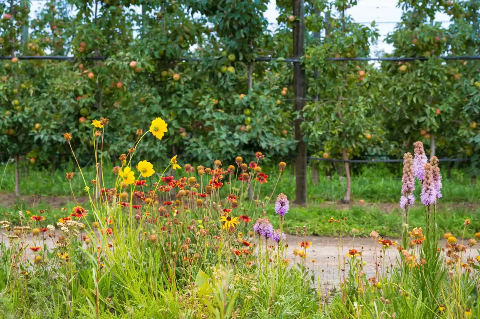Colorful wildflowers blooming in a garden with apple orchard in background.