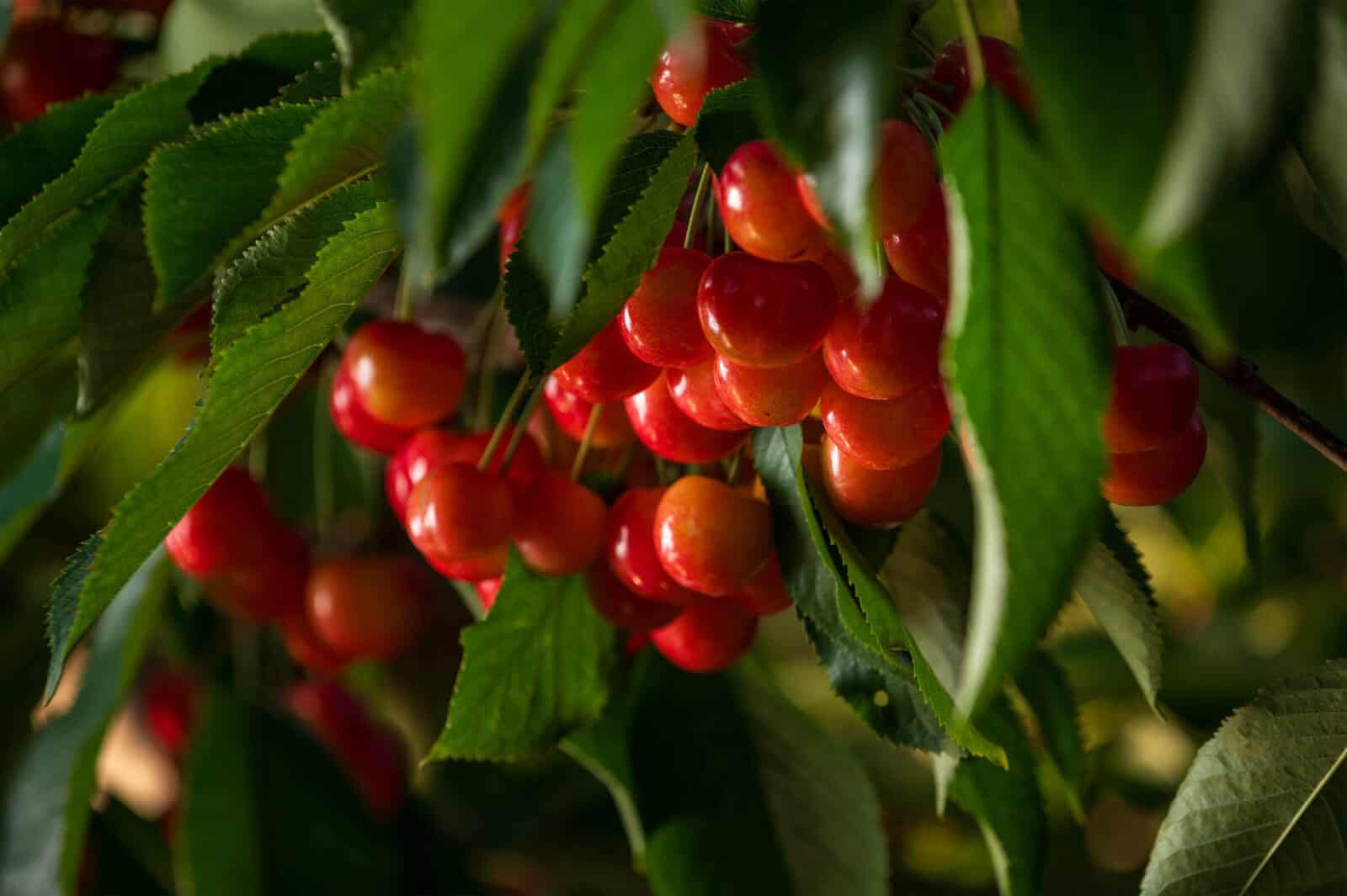 Fresh ripe cherries hanging on a tree branch with green leaves.