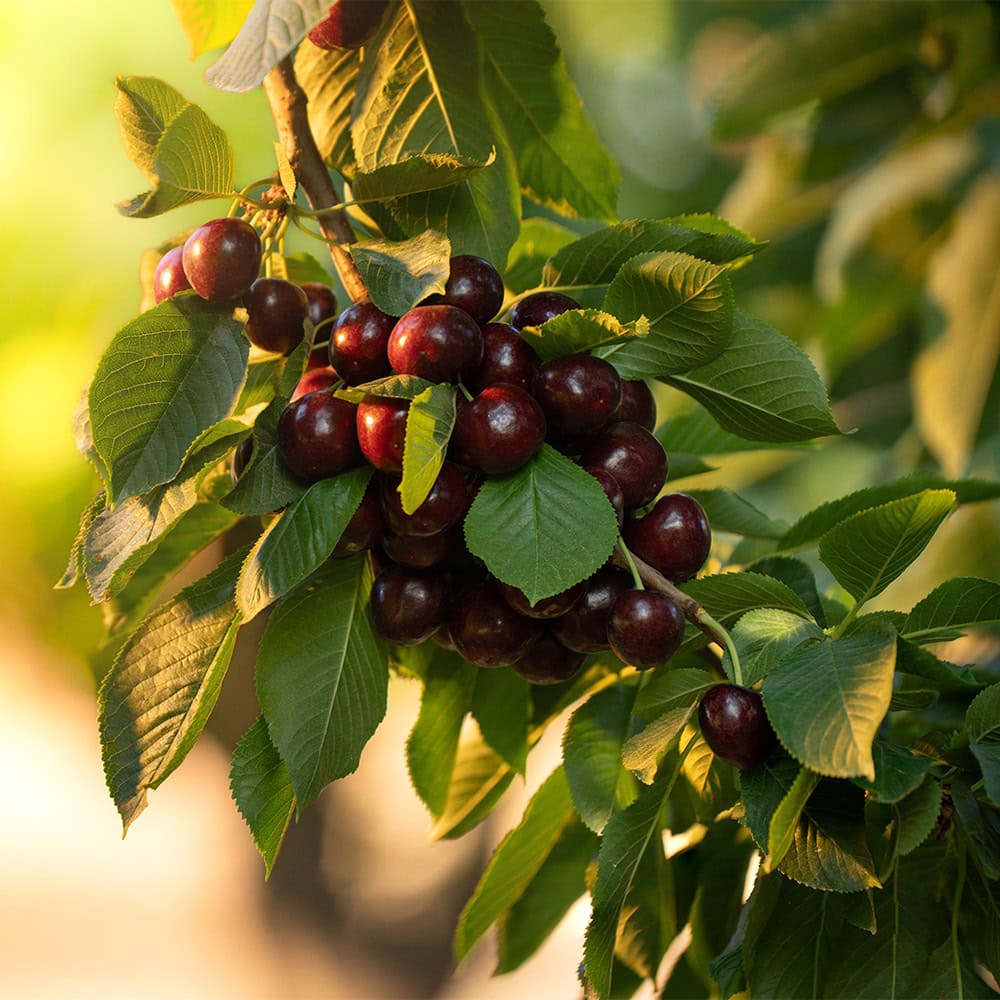 Taste the World Famous Cherries - Hand-Picked Delights