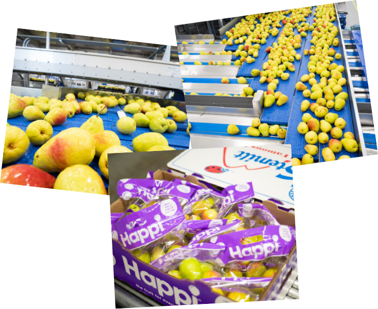 Happi Pear® - Bright & Zesty Unique Pear Variety