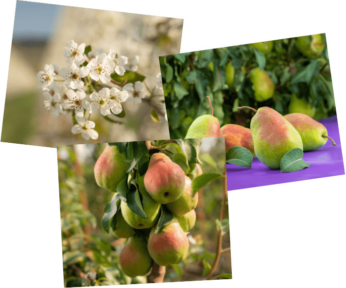 Happi Pear® - Bright & Zesty Unique Pear Variety