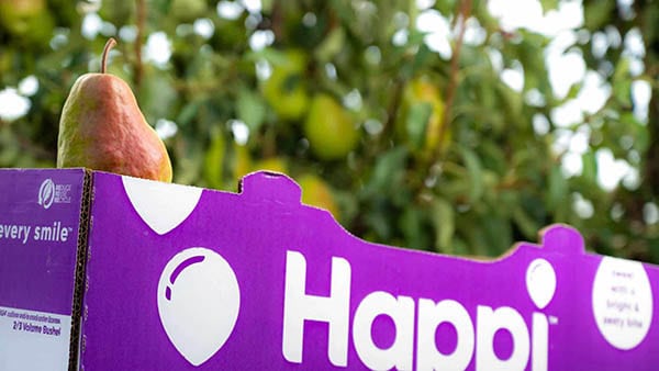 Close-up of a Stemilt Happi Pear&reg; in a purple box with green orchard background.