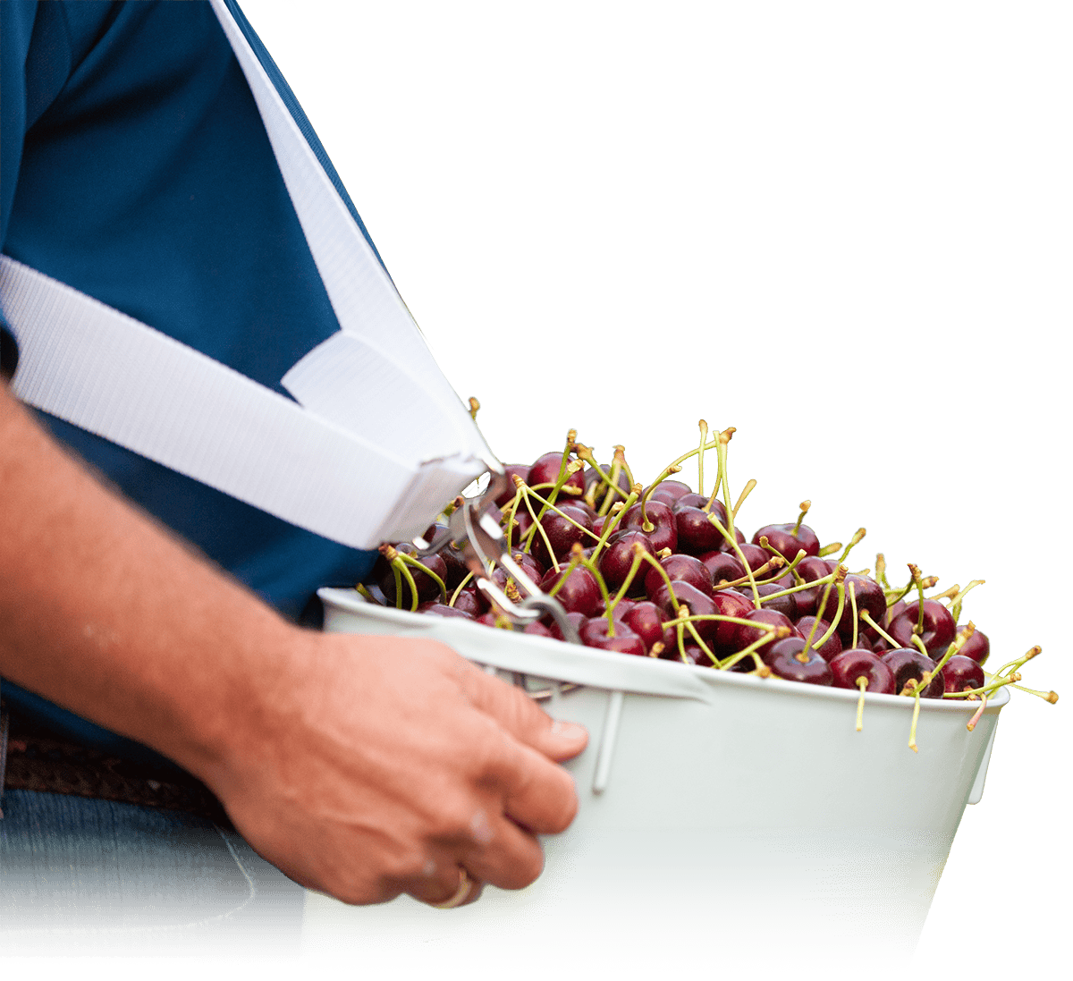 Person holding a white basket filled with fresh, ripe cherries for World Famous Cherries.