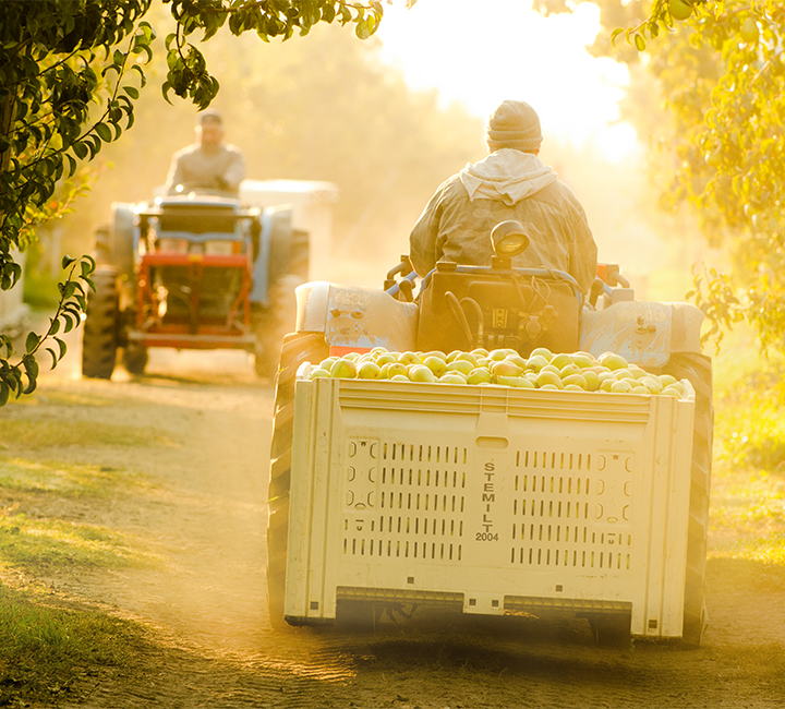 Farmers harvesting organic apples with tractors in orchard at sunset.