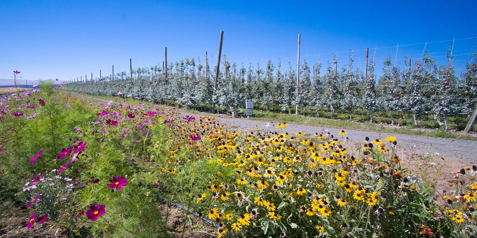 Colorful wildflowers bloom along an orchard under a clear blue sky.